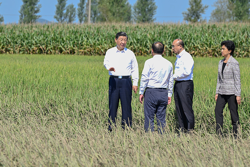 9月6日至8日，中共中央总书记、国家主席、中央军委主席习近平在黑龙江考察。这是7日上午，习近平在遭受洪涝灾难的哈尔滨尚志市老街基乡龙王庙村，观察水稻受灾情形。